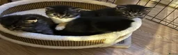 British Shorthair cats for sale: Beautiful fluffy kittens  in Margate - Advert 4