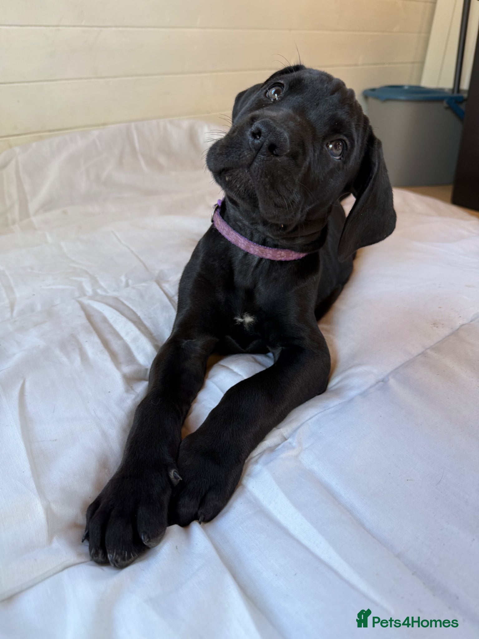Mixed Breed dogs Beautiful Italian daniffs (Great Dane/cane corso)  - Advert 5