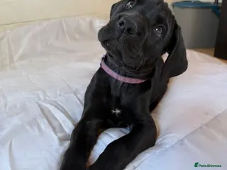 Mixed Breed dogs Beautiful Italian daniffs (Great Dane/cane corso) - Advert 5