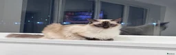 Ragdoll cats for sale: ✨ Beautiful GCCF Ragdoll Kittens from Serenity✨ - Advert 40
