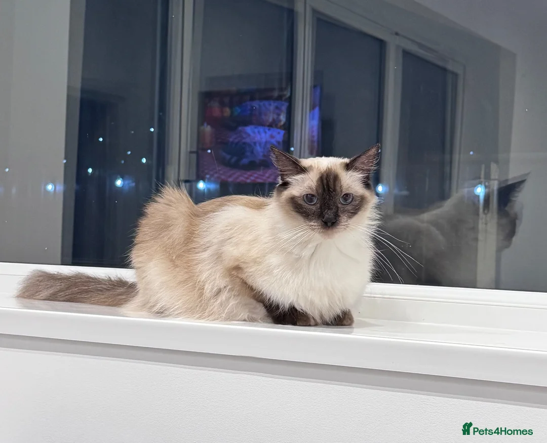 Ragdoll cats for sale: ✨ Beautiful GCCF Ragdoll Kittens from Serenity✨ - Advert 40