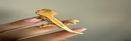Gecko reptiles for sale: Baby crested gecko’s  - Advert 9