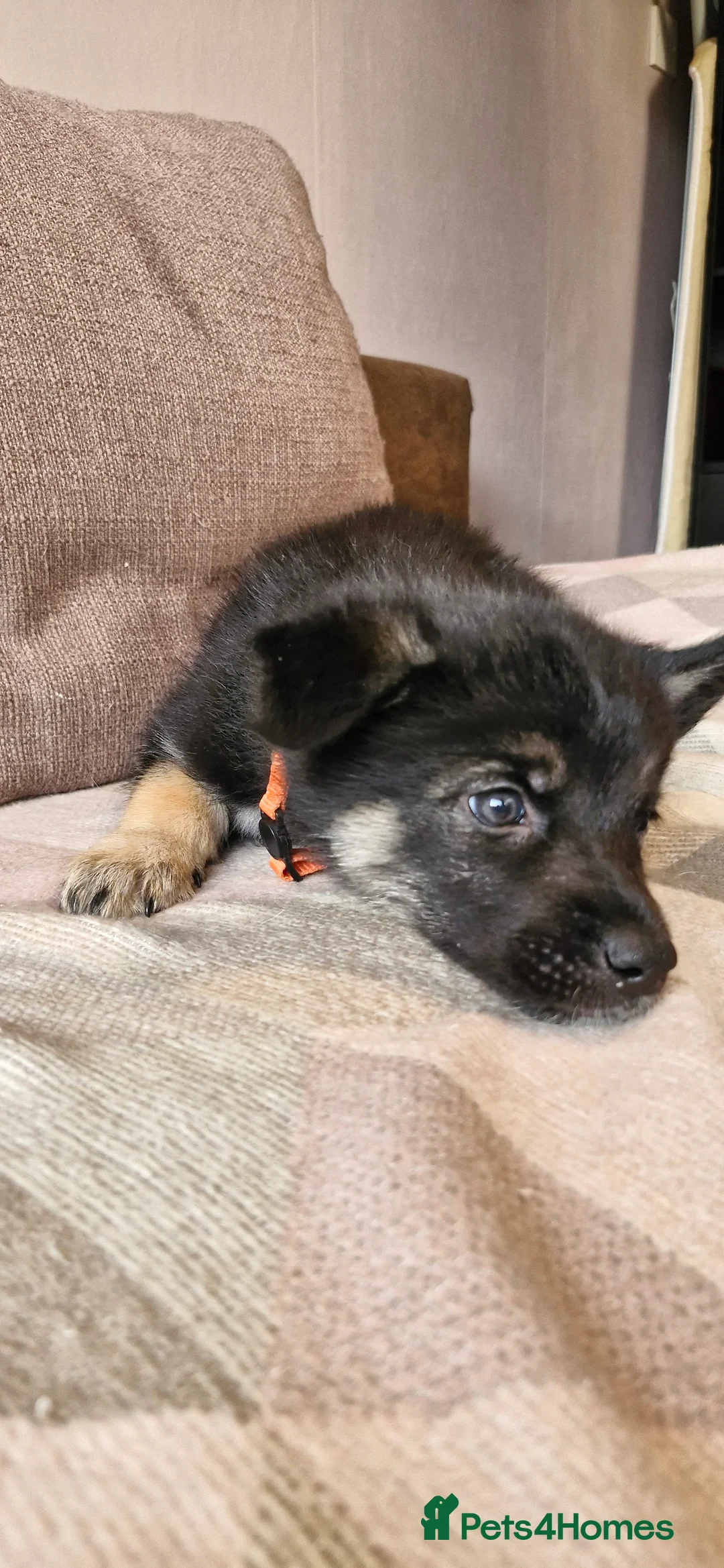 Mixed Breed dogs for sale: German sheperd Malamute  - Advert 31