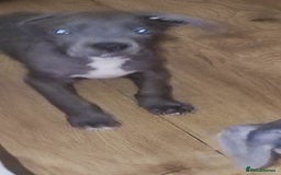 Mixed Breed dogs for sale: Caine corso/ American bully 10 weeks - Advert 2