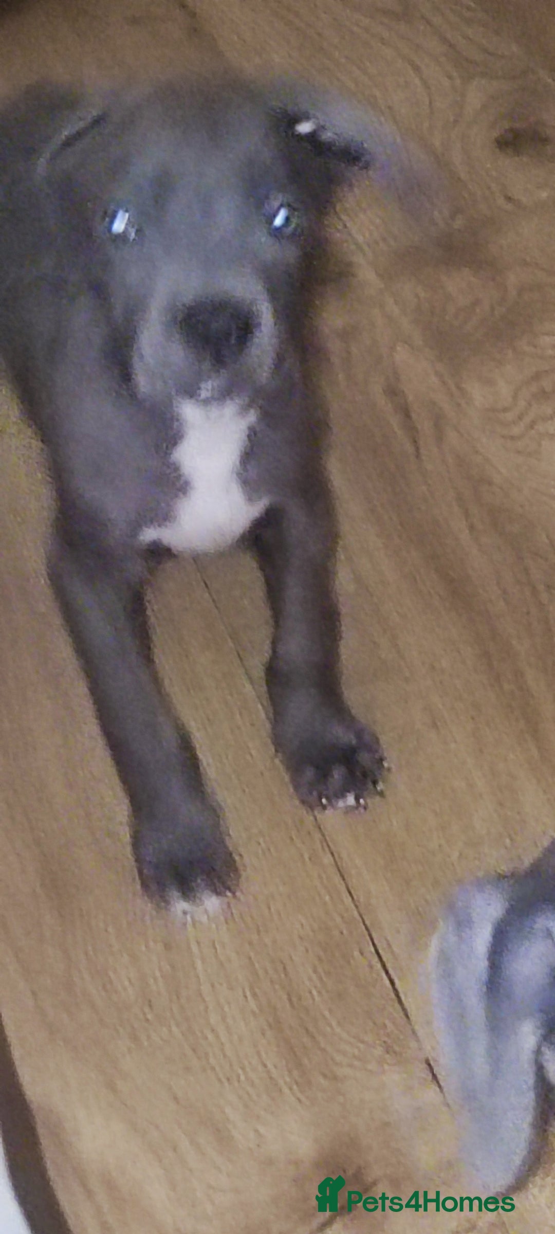 Mixed Breed dogs for sale: Caine corso/ American bully 10 weeks - Advert 2