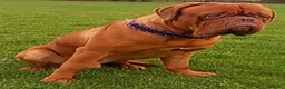 Dogue De Bordeaux dogs for stud: DDB STUD WELL PROVEN- CAN TRAVEL in Slough - Advert 6