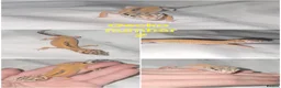Leopard Gecko reptiles for sale: Leopard gecko  in Leeds - Advert 3