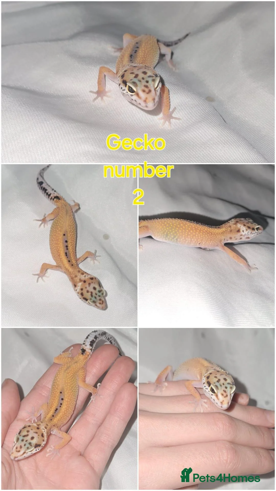 Leopard Gecko reptiles for sale: Leopard gecko  in Leeds - Advert 3