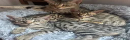 Savannah cats for sale: Beautiful savanah F4 female ready to leave  - Advert 11