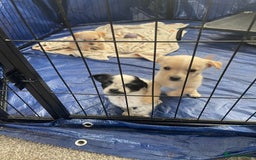 Mixed Breed dogs for sale: Puppies for sale - Image 1