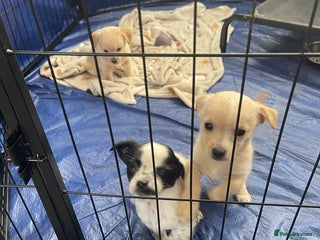 Mixed Breed dogs - Advert 1