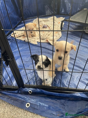 Mixed Breed dogs - Advert 2