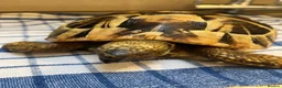 Hermann Tortoise reptiles for sale: Hermann tortoise in Sale - Advert 3