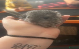 Chinchilla rodents for sale: Baby chinchillas  - Image 2