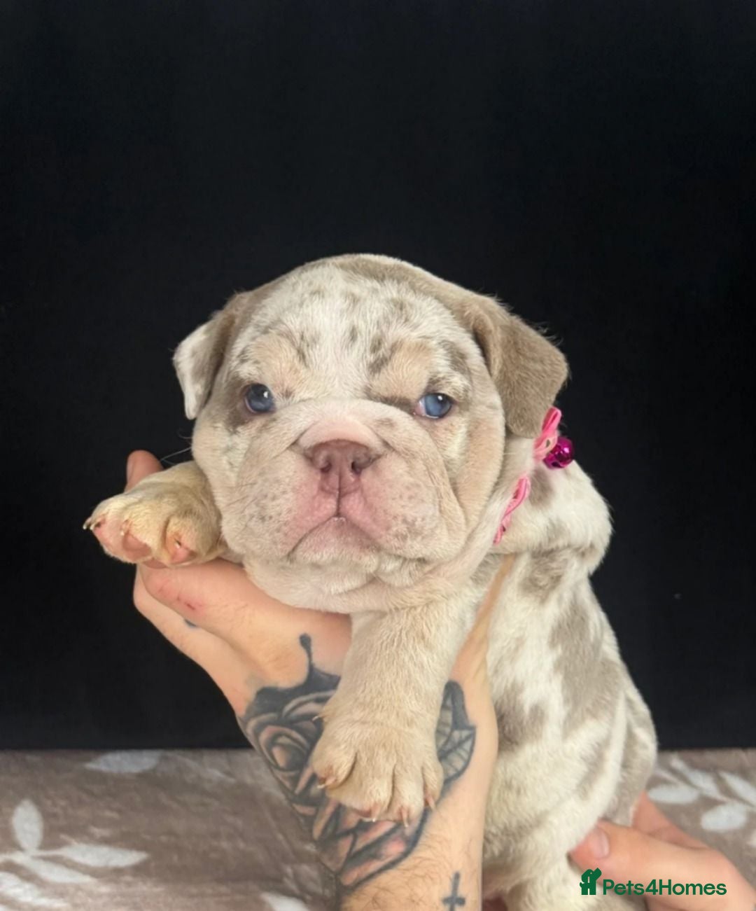 English Bulldog dogs Beautiful English Bulldog Girls - Advert 2