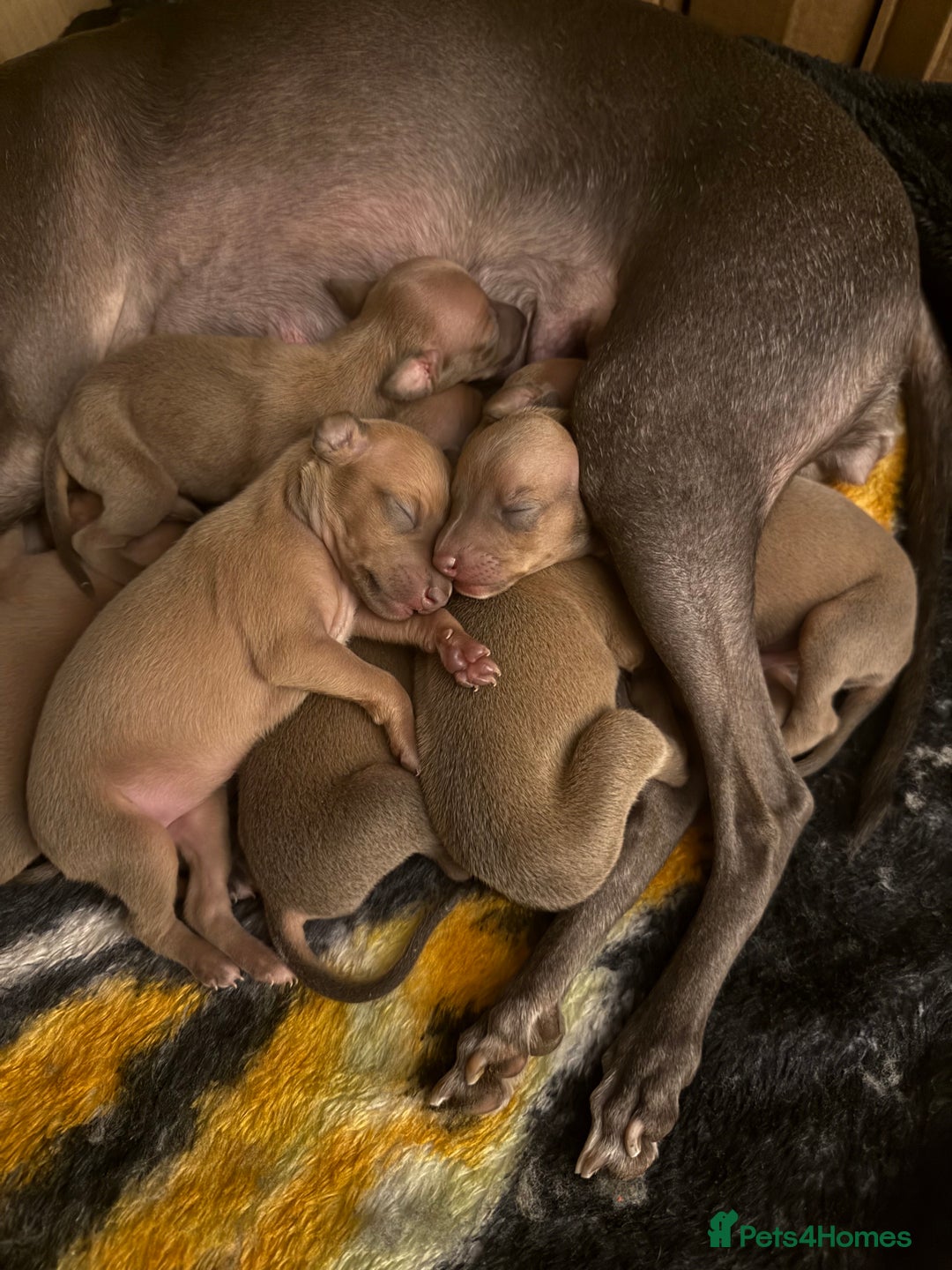 Italian Greyhound dogs for sale: KC Champion lines ⭐️ Italian Greyhound puppies  - Advert 13