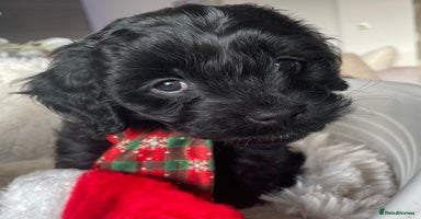 Cavapoo dogs Cavapoo - Advert 4