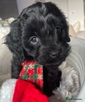 Cavapoo dogs Cavapoo - Advert 4