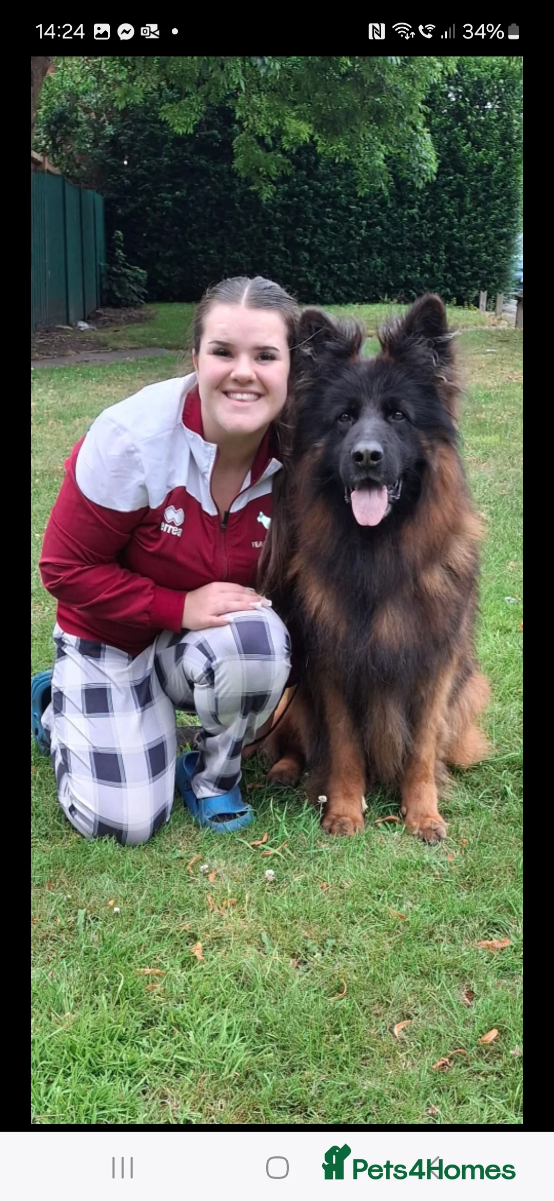 German Shepherd dogs for sale: OUTSTANDING long coat female puppy READY NOW - Advert 5