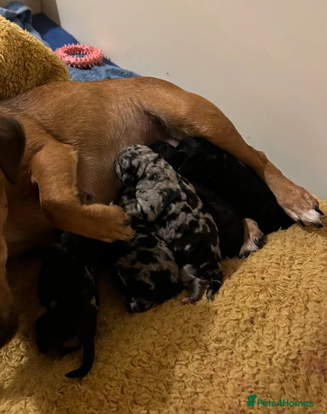 Miniature Poodle dogs for stud: Cream Miniature Poodle - available for stud in Welwyn - Advert 10