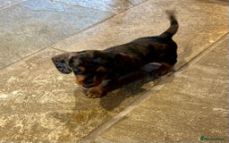 Miniature Dachshund dogs for sale: Stunning Miniature Smooth Dachshunds - Image 25