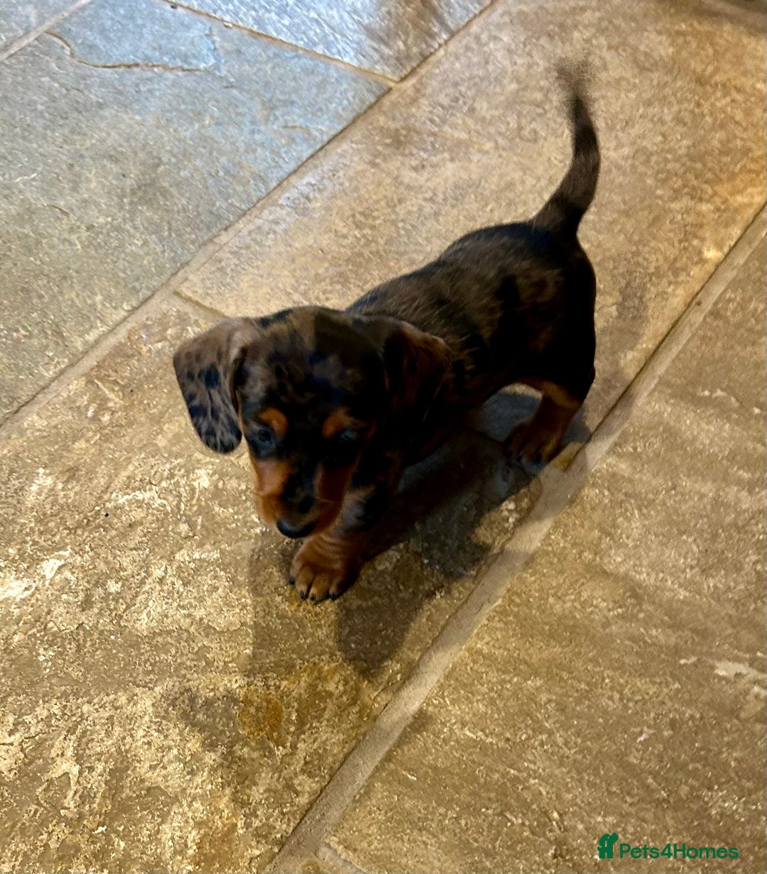 Miniature Dachshund dogs for sale: Stunning Miniature Smooth Dachshunds - Image 25