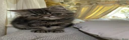 Exotic cats for sale: Exotic Persians  - Advert 5