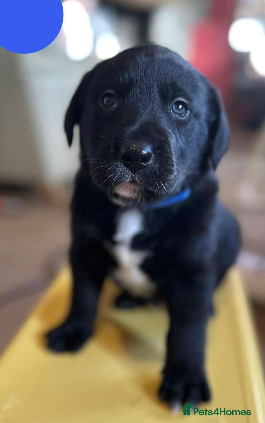 Borador dogs for sale: Pups - Labrador x Collie  - Advert 3