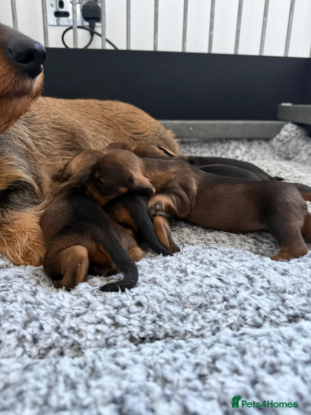 Dachshund dogs for sale: Standard Wire Haired Dachshund  in Manchester - Advert 6