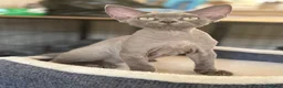 Devon Rex cats for sale: Fantastic pedigree Devon Rex kittens  - Advert 6