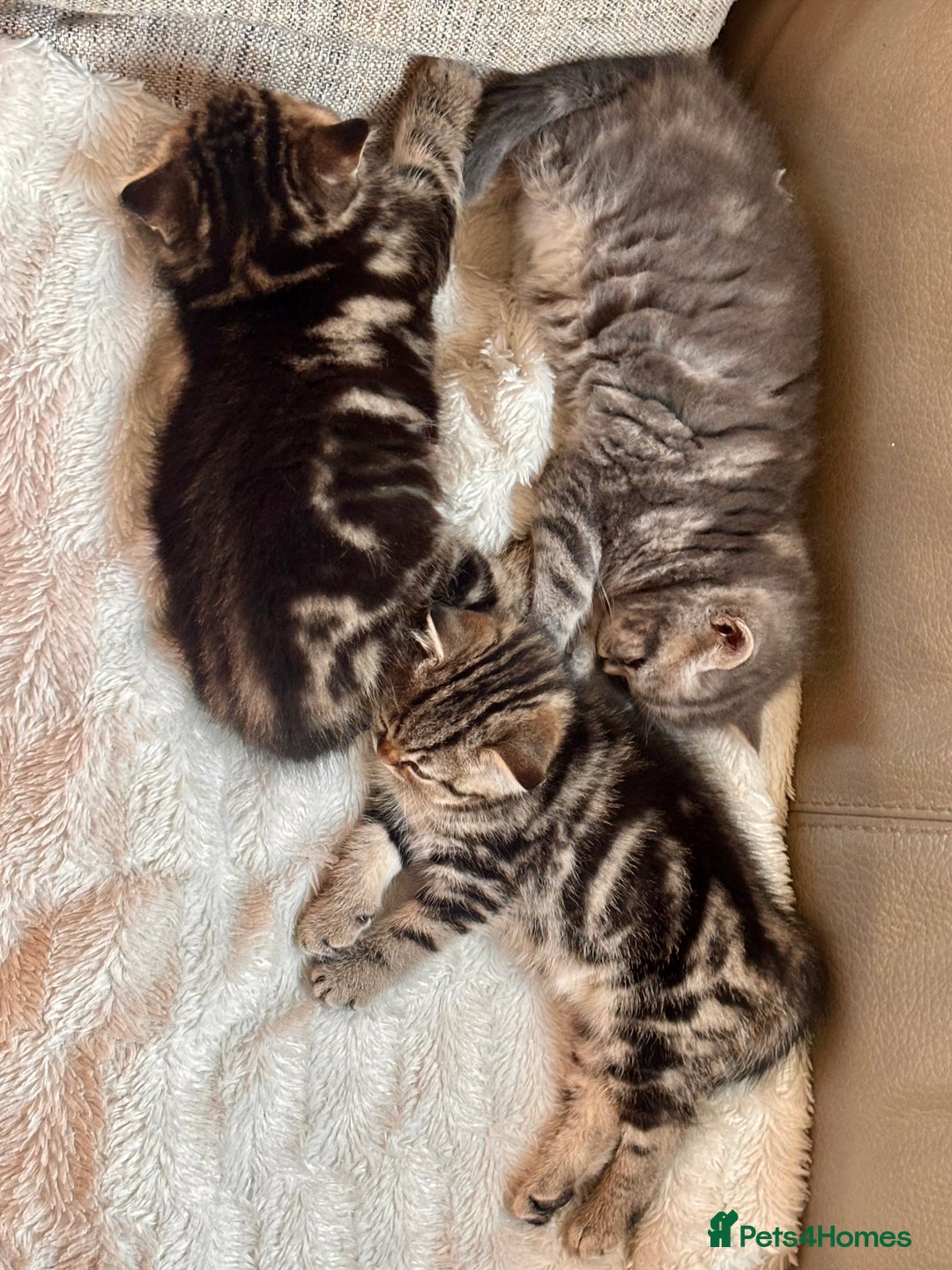 British Shorthair cats for sale: Sunning BSH kittens - ready for  **   - Advert 16