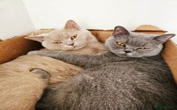 British Shorthair cats for sale: 🌟 Two Loving Female British Shorthair Cats 🌟 - Advert 1