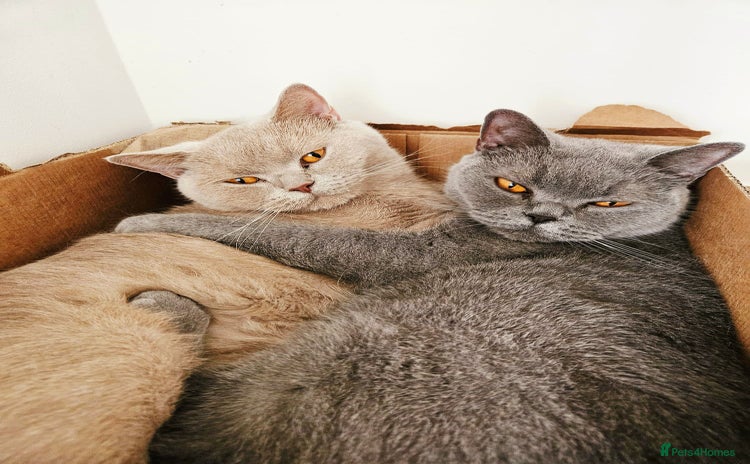British Shorthair cats 🌟 Two Loving Female British Shorthair Cats 🌟 - Advert 1