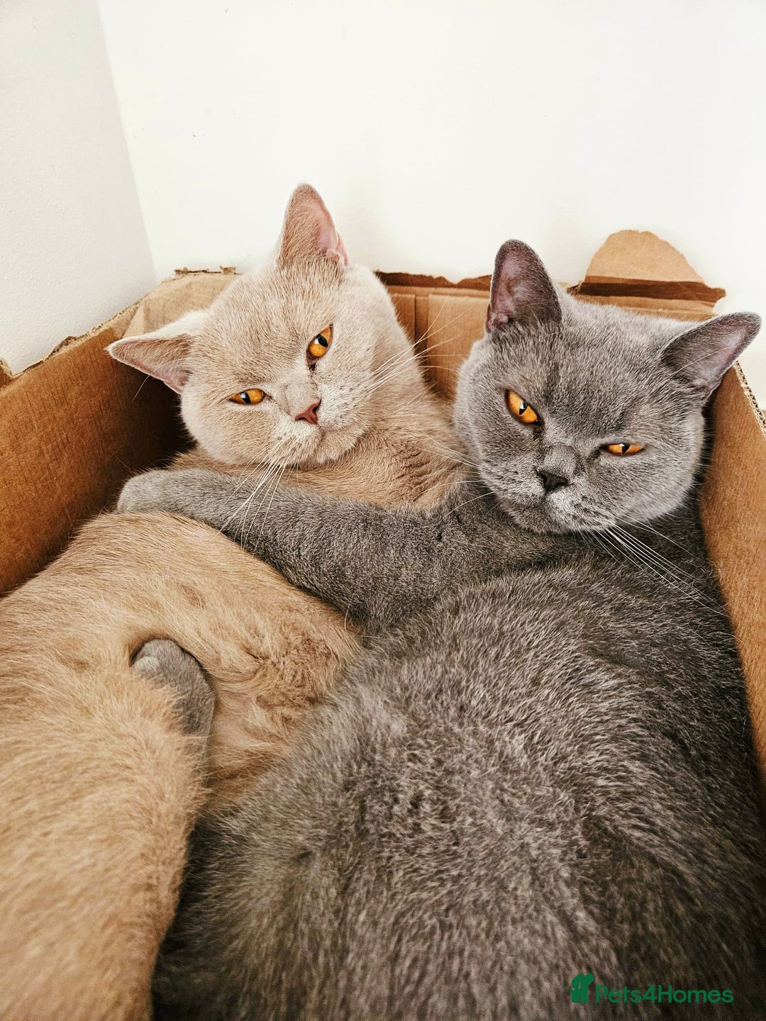 British Shorthair cats for sale: 🌟 Two Loving Female British Shorthair Cats 🌟 - Advert 1