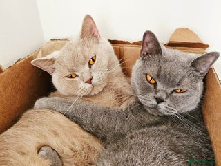 British Shorthair cats for sale: 🌟 Two Loving Female British Shorthair Cats 🌟 - Advert 1