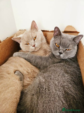 British Shorthair cats 🌟 Two Loving Female British Shorthair Cats 🌟 - Advert 1