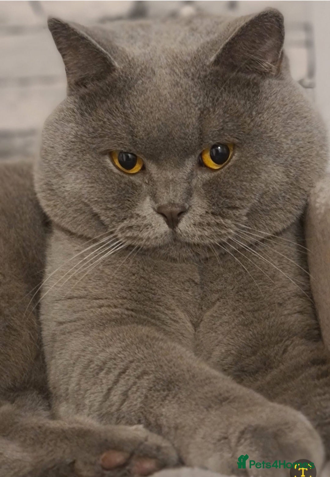 British Shorthair cats GCCF reg.Full vaccination British shorthair girl  - Advert 2