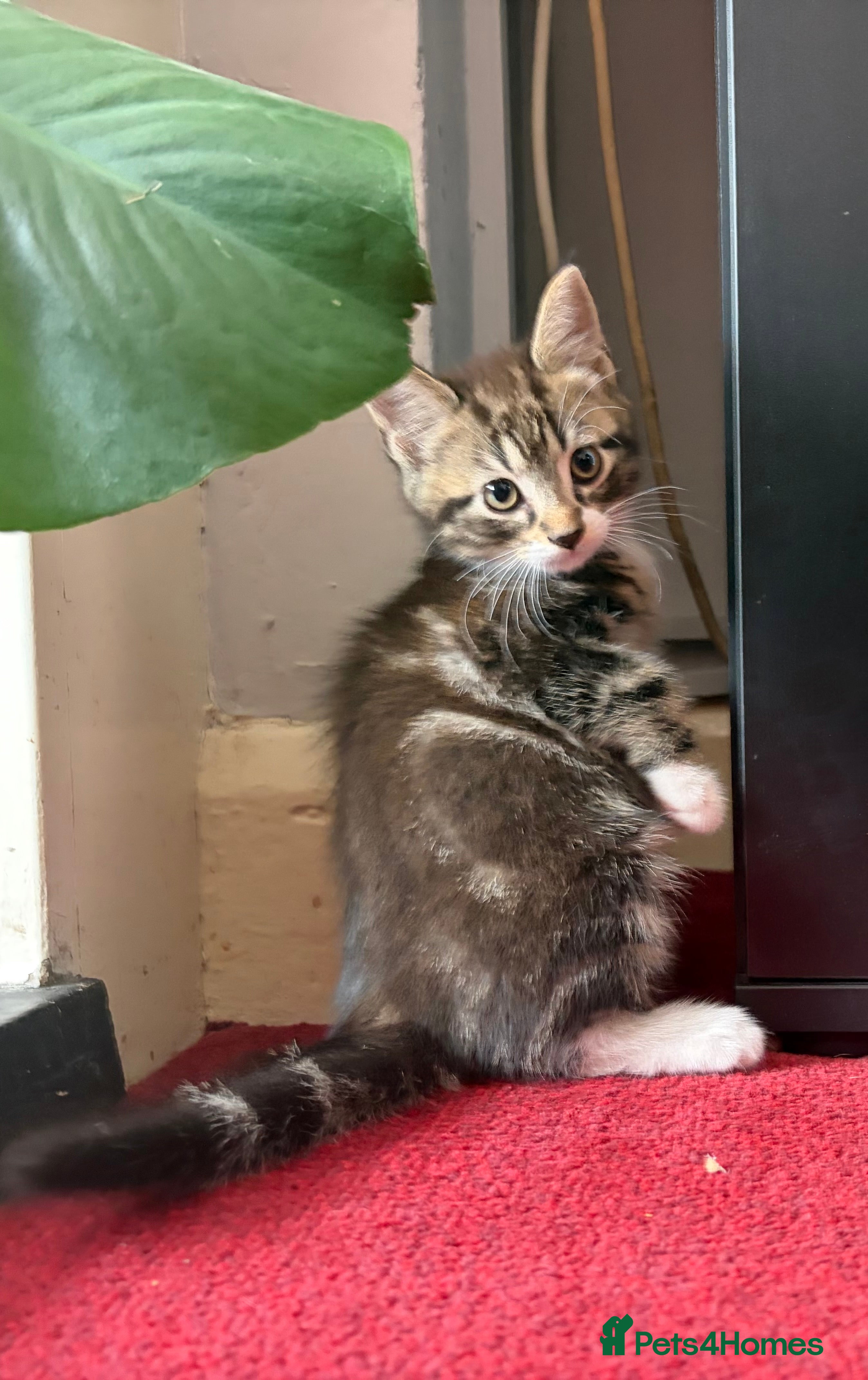 Mixed Breed cats 3 x kittens for sale - Advert 4