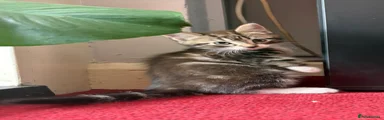 Mixed Breed Kitten 3