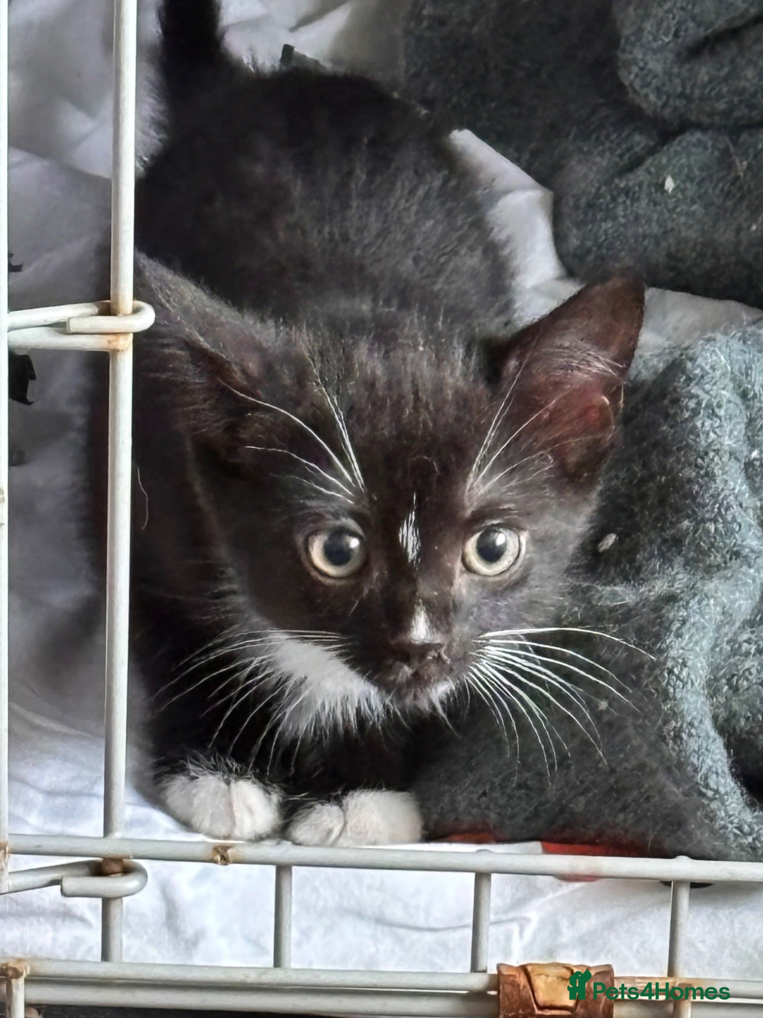 Mixed Breed cats 9 weeks old girl kitten ready now  - Advert 3