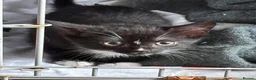 Mixed Breed cats for sale: 9 weeks old girl kitten ready now  - Advert 1