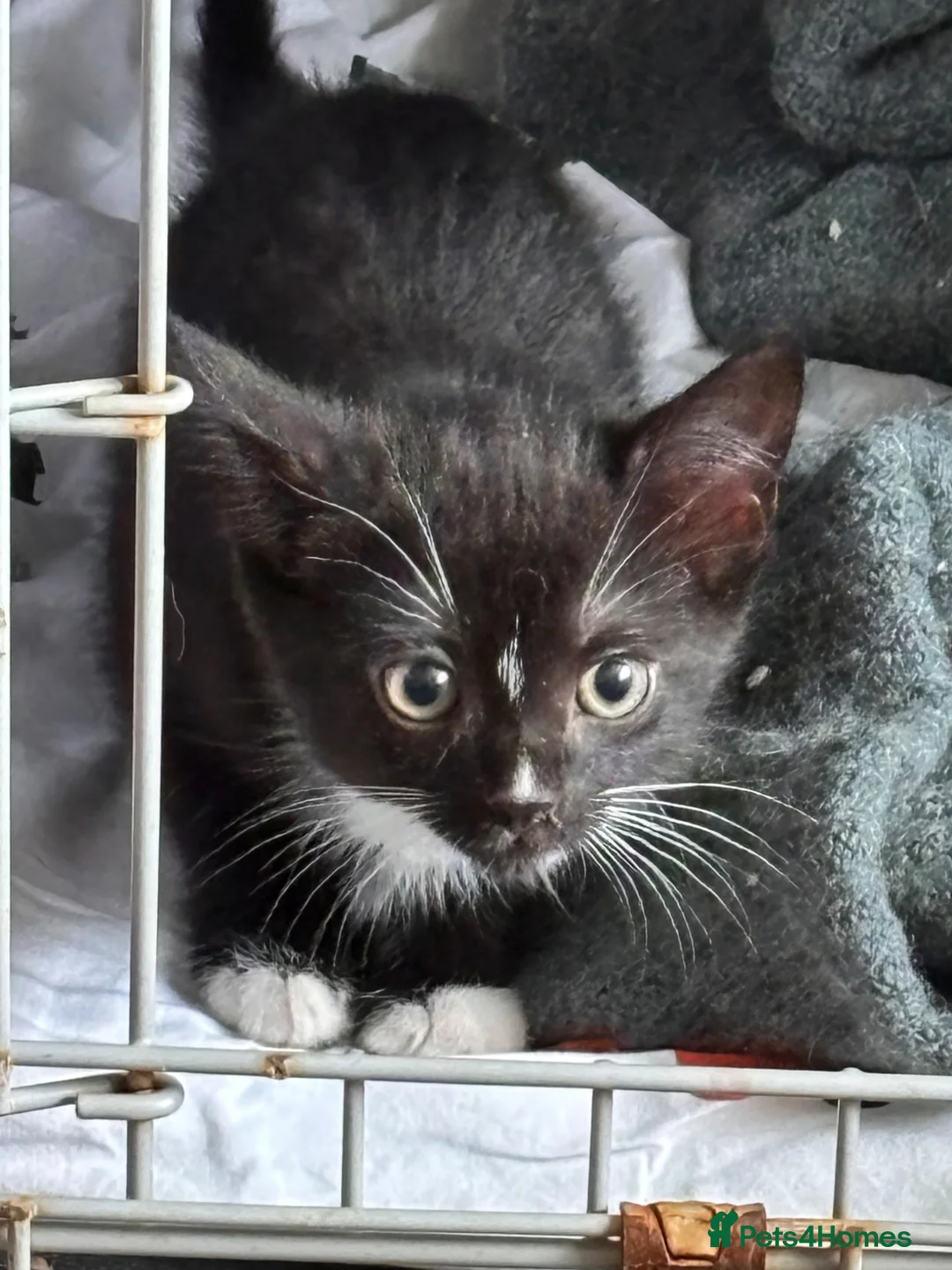 Mixed Breed cats for sale: 9 weeks old girl kitten ready now  - Advert 1