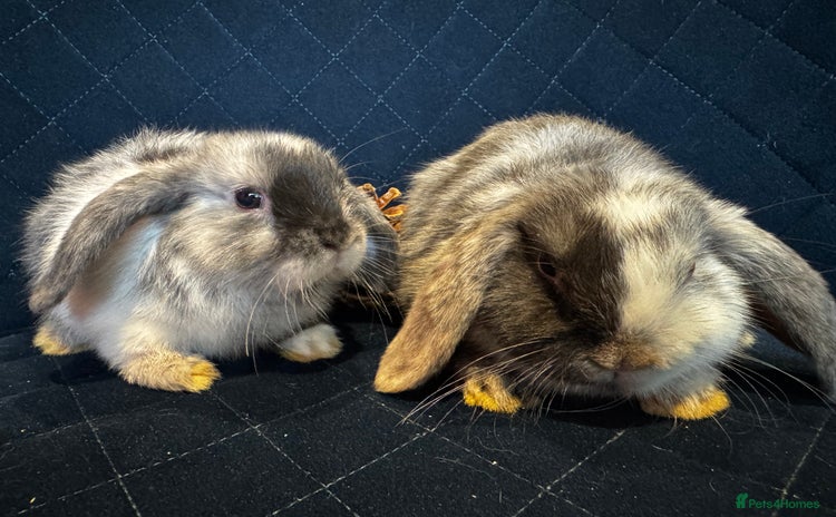 Mini Lop rabbits - Advert 13