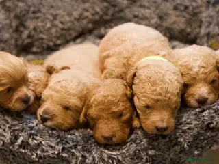 Cavachon dogs Gorgeous F1 Fox Red Cavapoochon’s - Advert 3