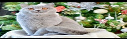 British Shorthair cats for sale: Ian available 😻 in High Wycombe - Advert 7