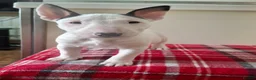 English Bull Terrier dogs for sale: Stunning english bull terrier pups - Advert 3