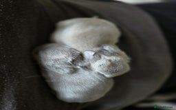 Netherland Dwarf rabbits for sale: Netherland Dwarfs bunnys  - Image 2