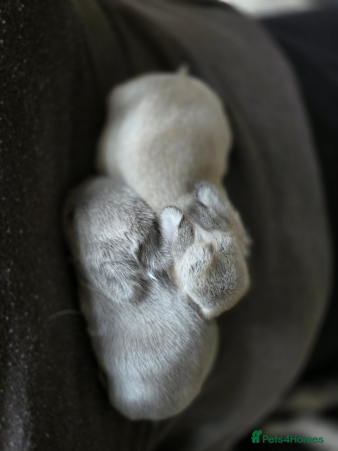 Netherland Dwarf rabbits for sale: Netherland Dwarfs bunnys  - Image 2
