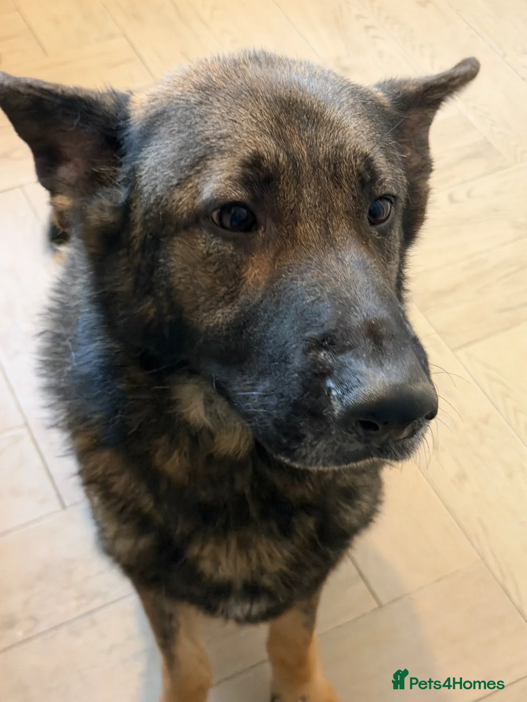 German Shepherd dogs for sale: German Shepherd needing new home - Advert 3