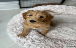 Goldendoodle dogs for sale: Stunning Health Tested F2B Mini Goldendoodles - Image 5